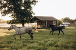 Экоферма (Krasnodar Territory, munitsipalny okrug Goryachiy Klyuch), cría de animales