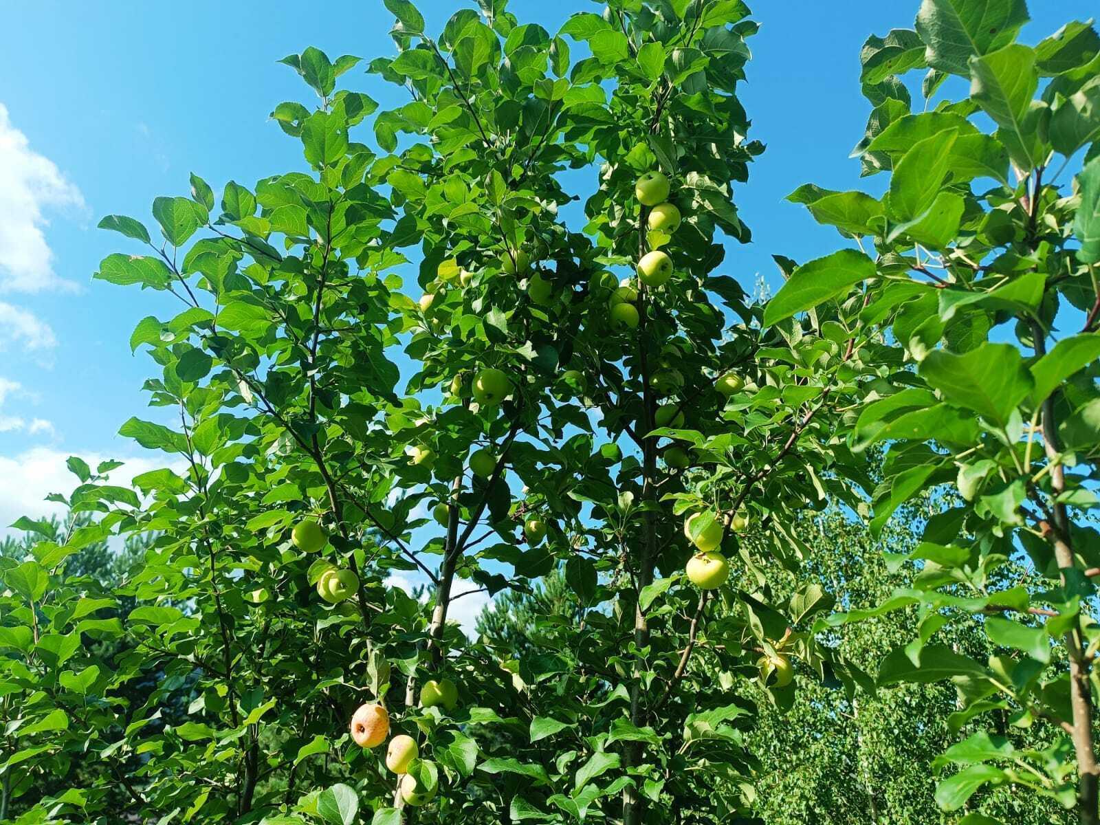 Фото Emirell Altai