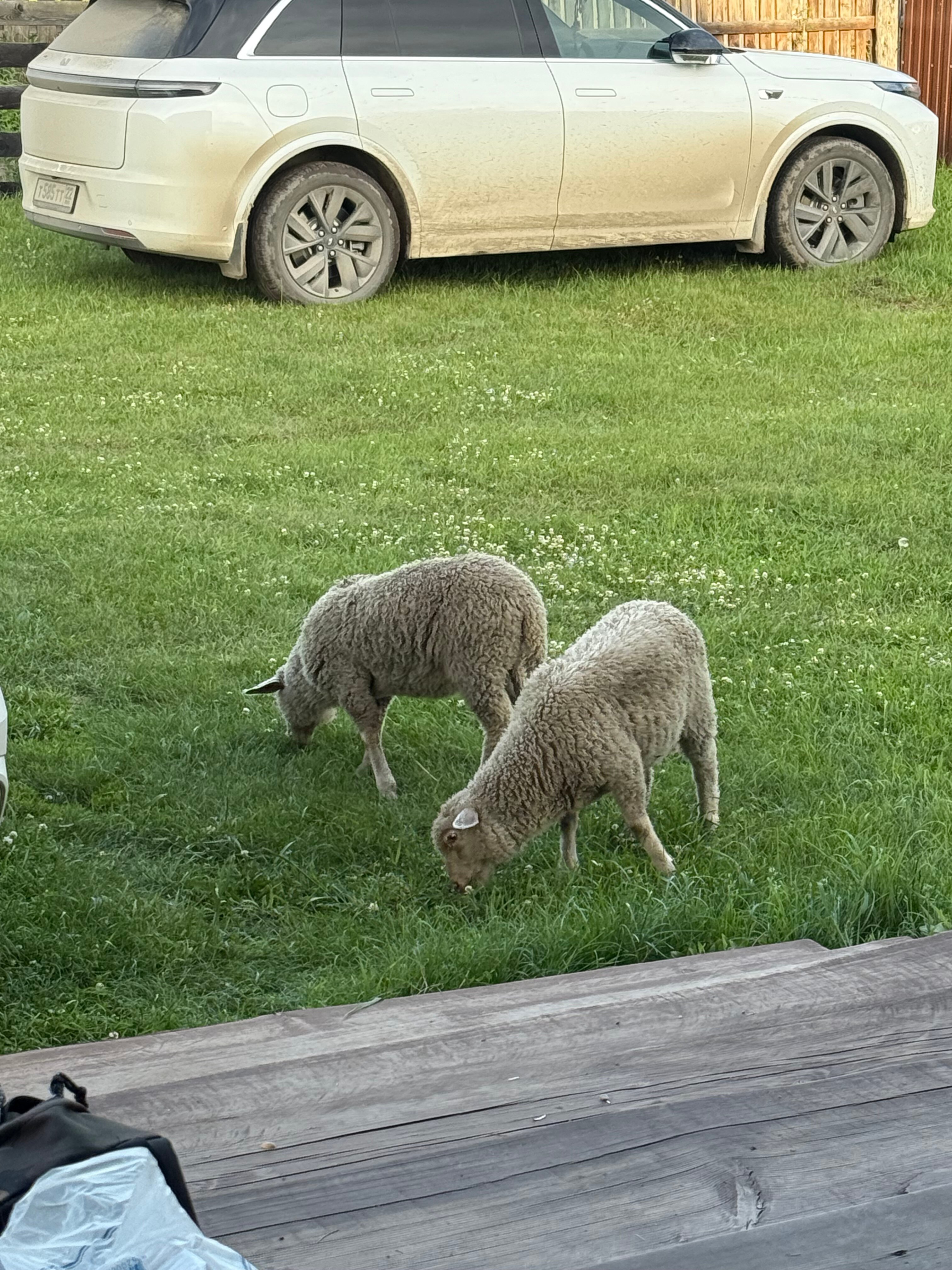 Фото Алтай-Долина