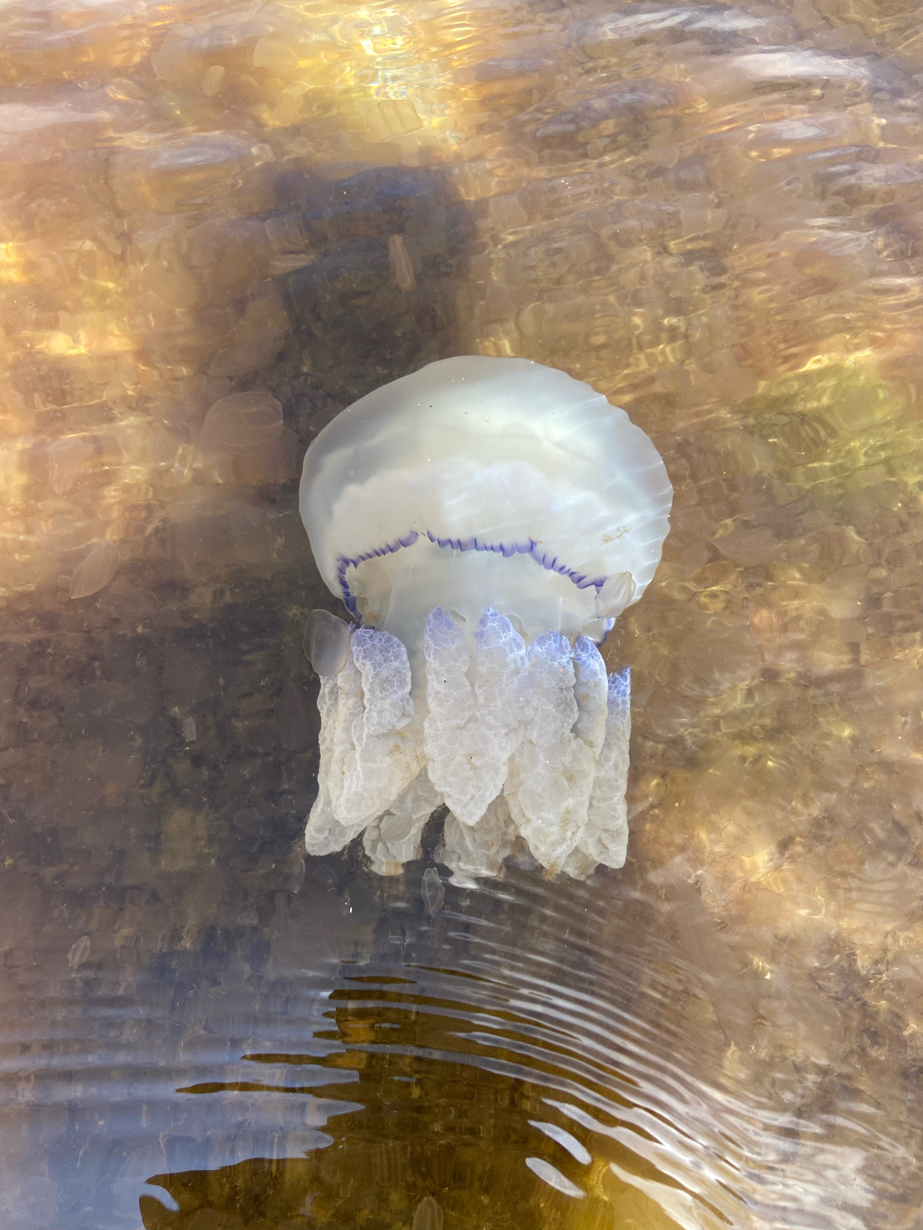 Фото Леди Ди