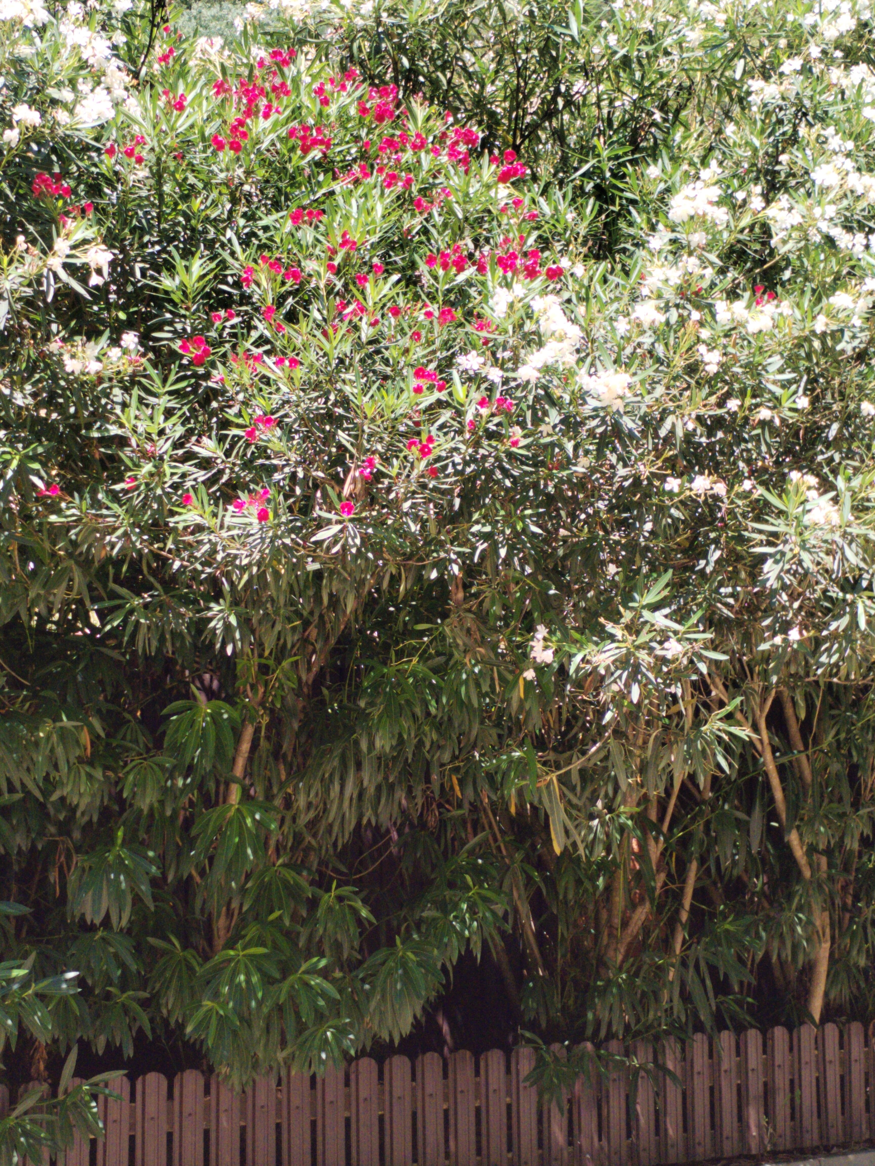 Фото Джанат