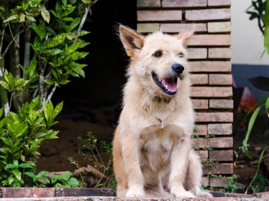 Фото Hillside - Nature Lifestyle Lodge