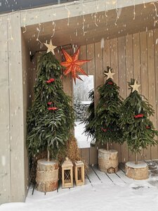 Дача в соснах