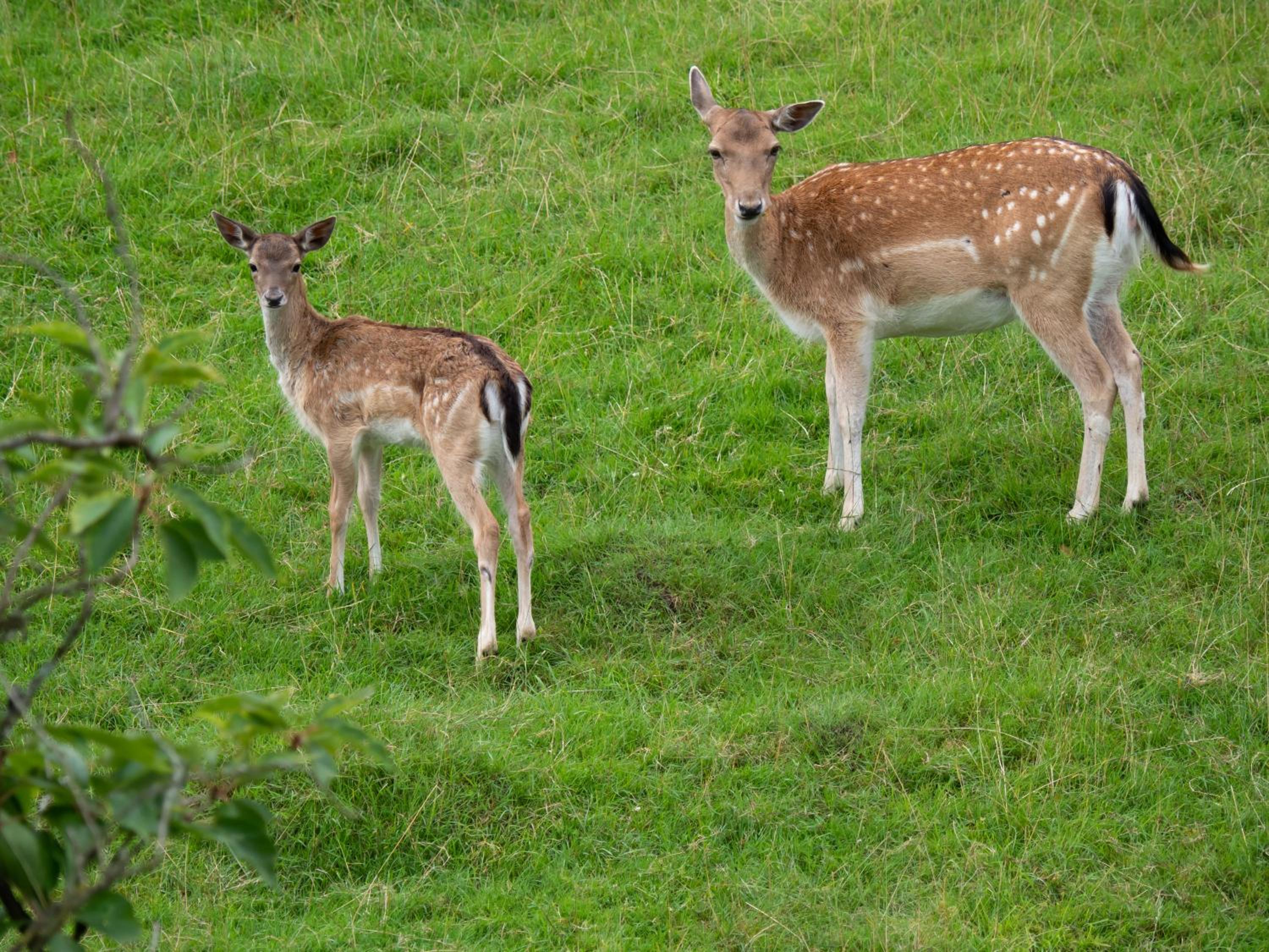 Фото Waldhotel Felsenkeller