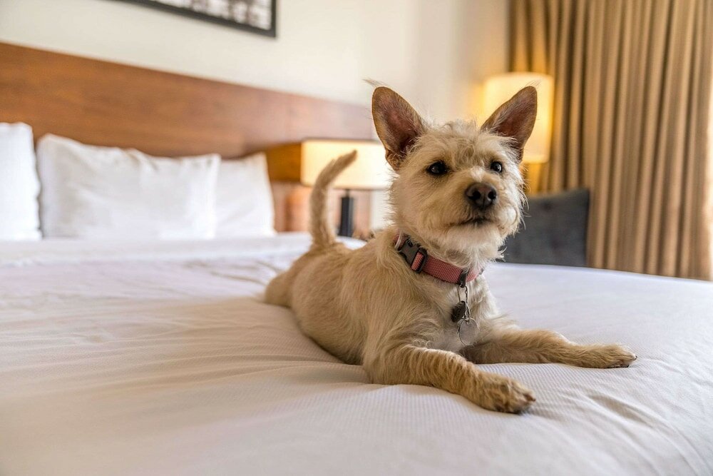 Фото Hotel 116, A Coast Hotel Bellevue