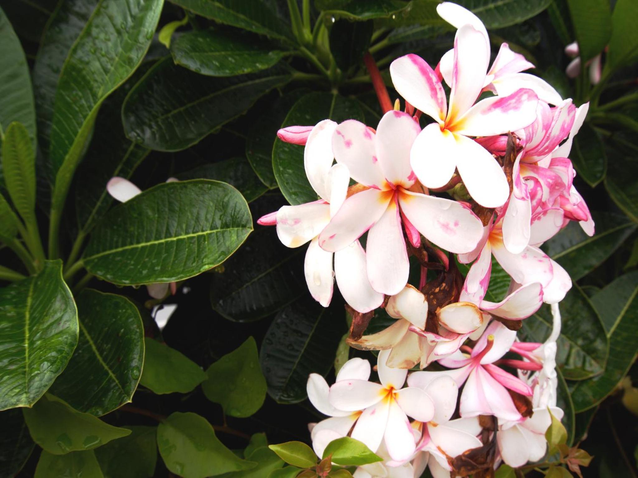 Фото Evergreen Cha-am