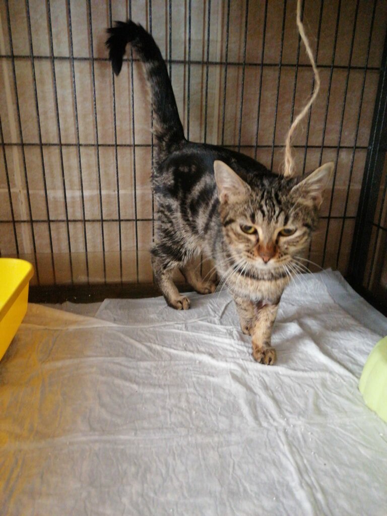 Veterinary clinic Askim Veterinary Clinic, Antalya, photo