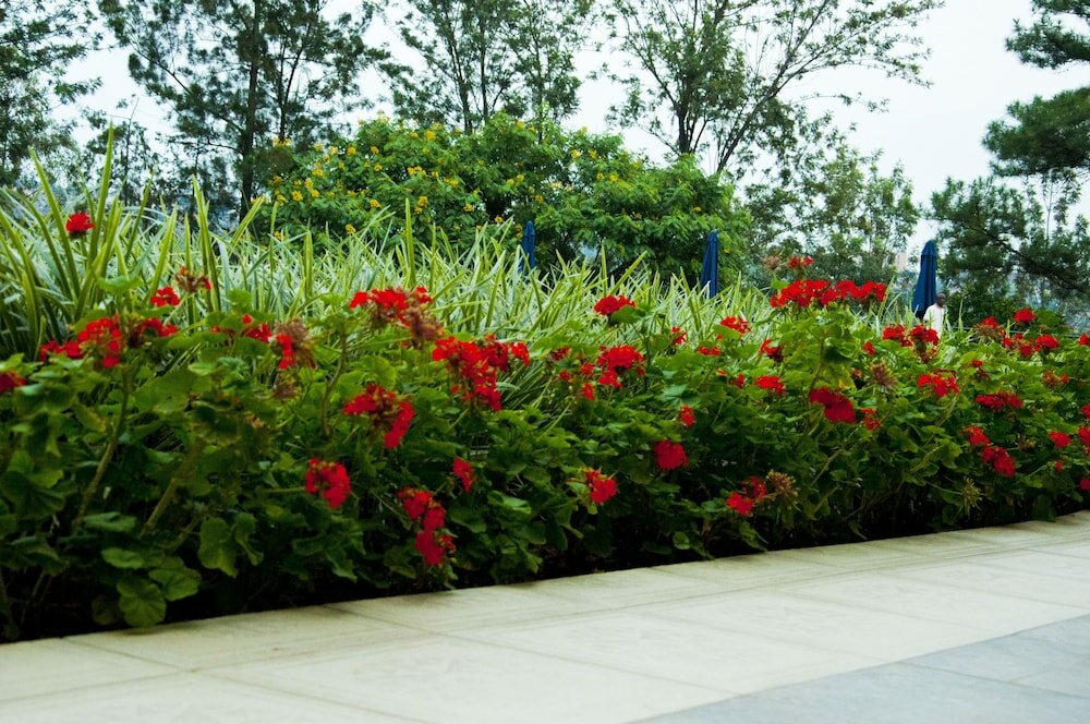 Фото Gorillas Golf Hotel