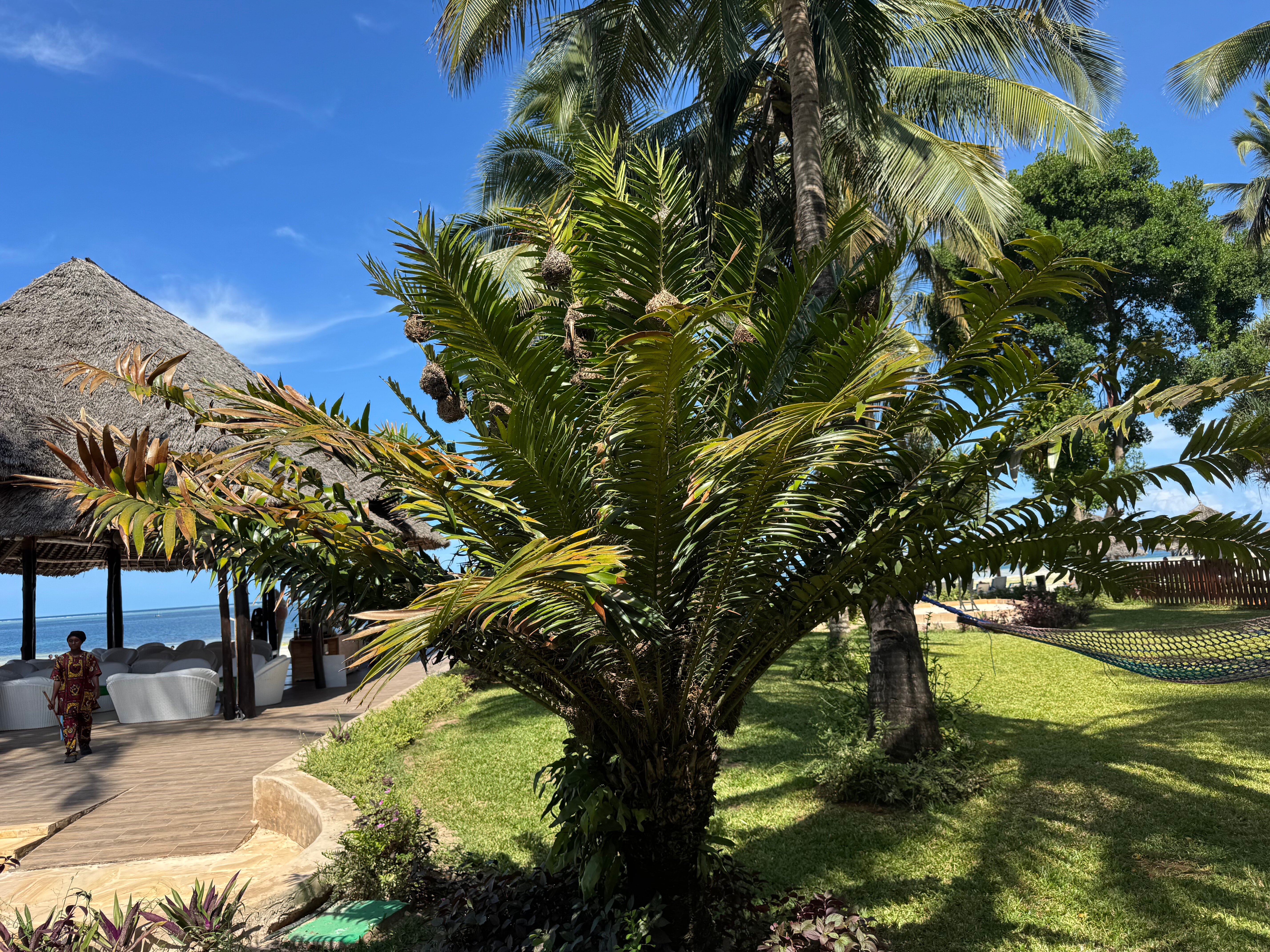 Фото Kiwengwa Beach Resort