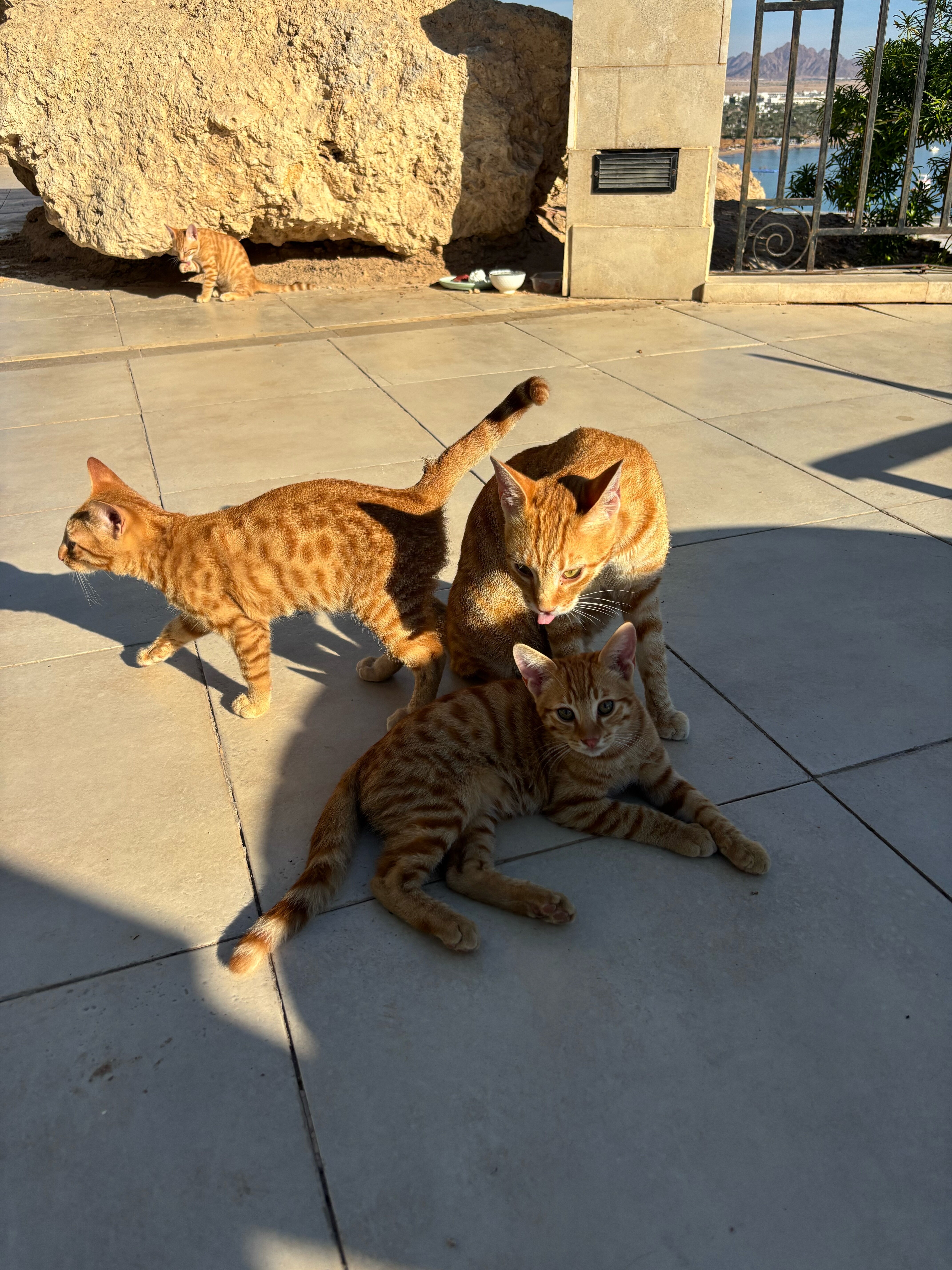 Фото Eden Rock Hotel