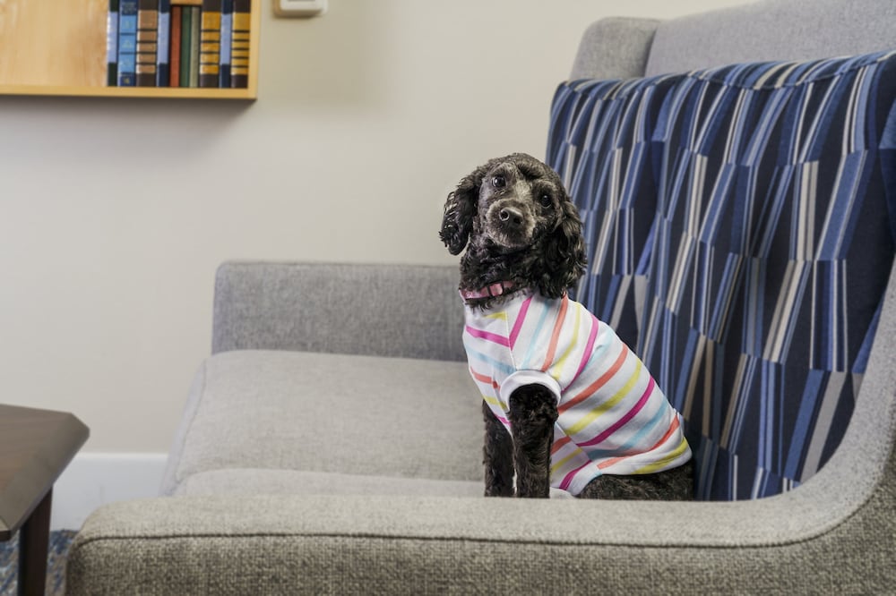 Фото Holiday Inn Express Rochester Ne- Irondequoit, an Ihg Hotel