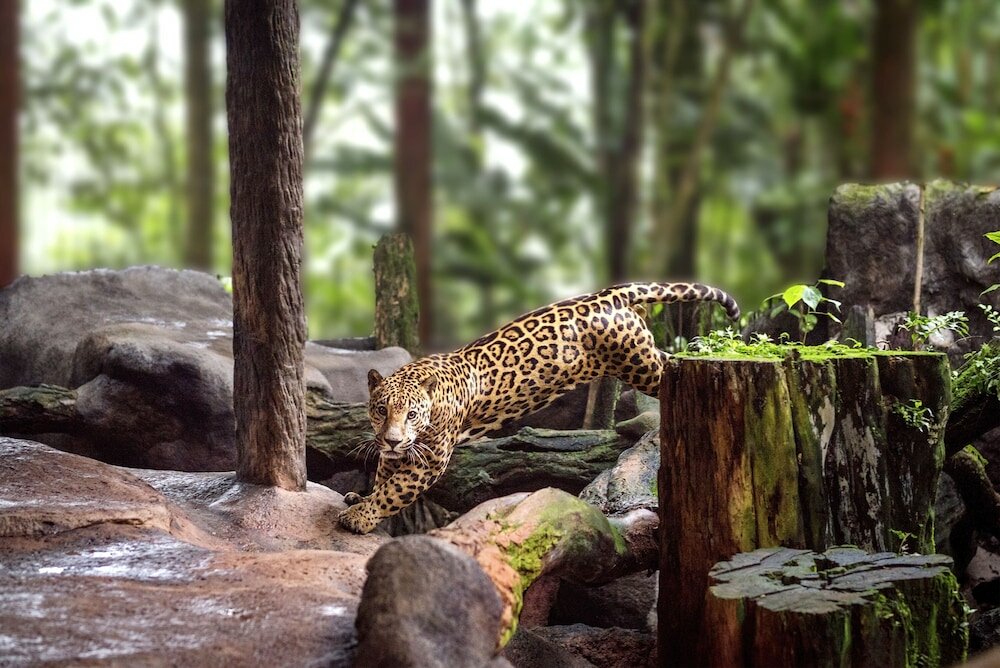 Фото Peace Lodge