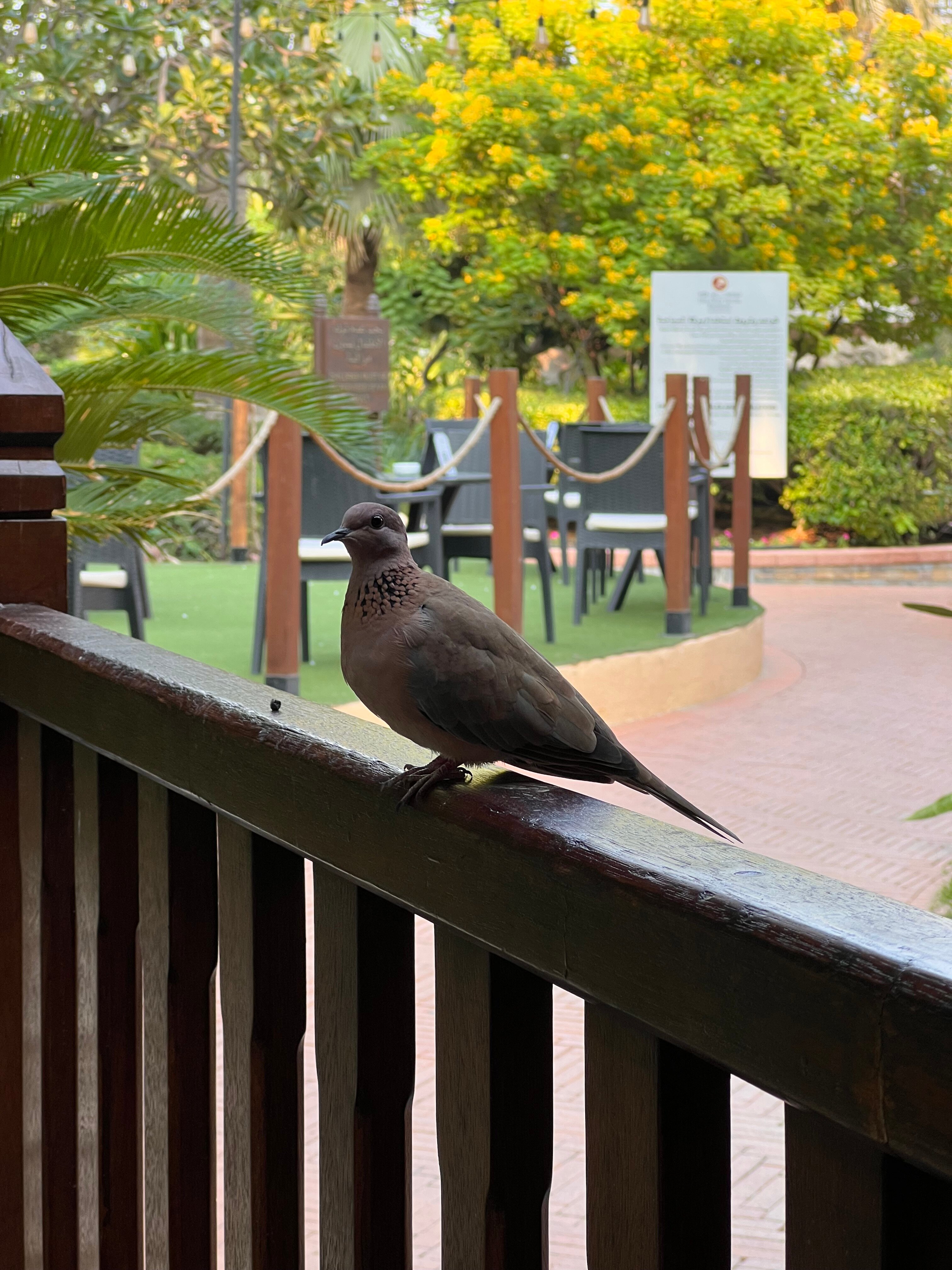 Фото Gulf Hotel Bahrain