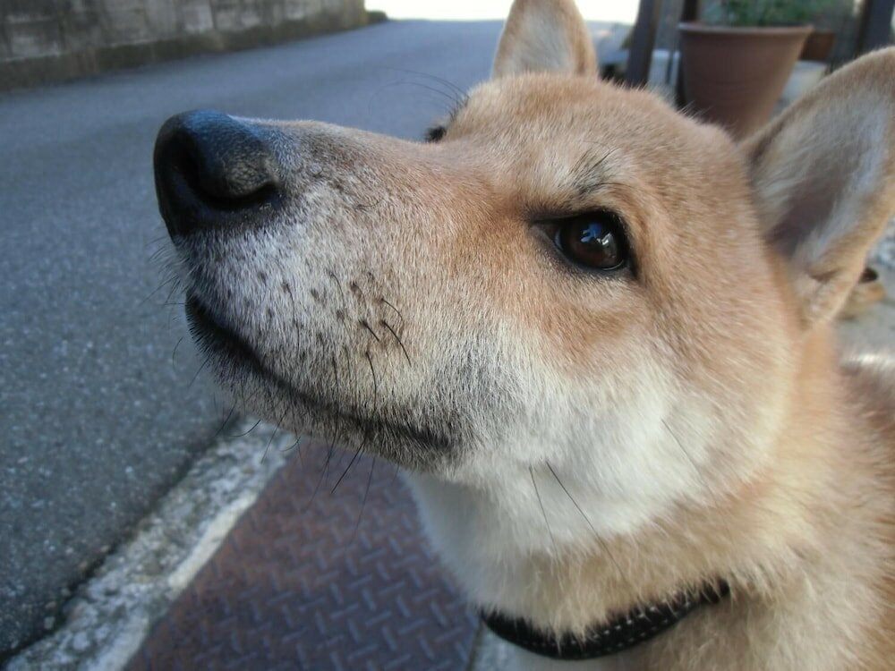 Фото Kanazawa Share House GAOoo