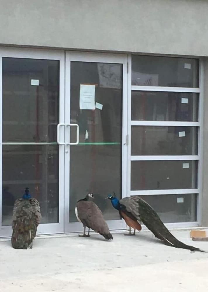 Фото The Souris Hotel