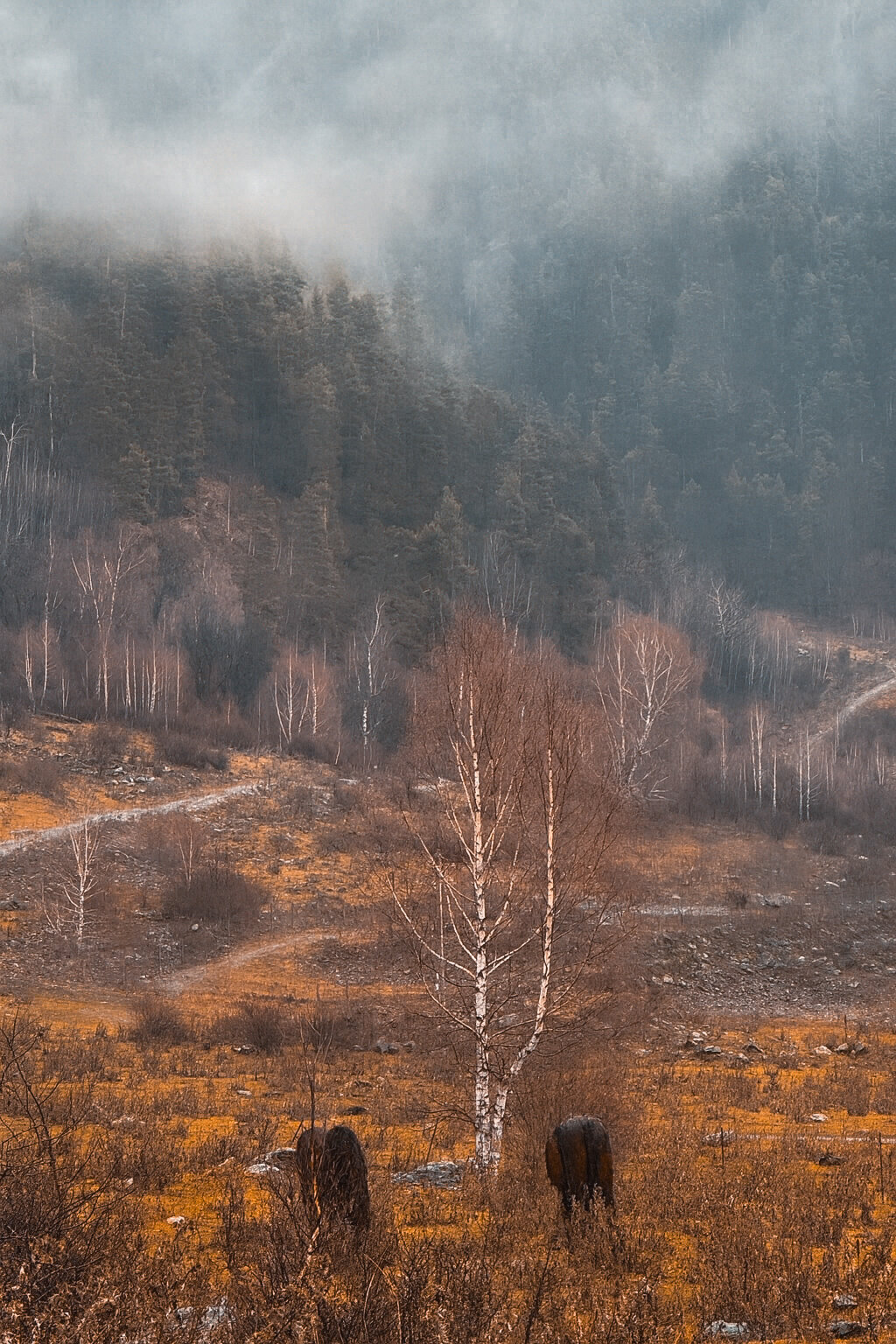 Фото Таурус Архыз