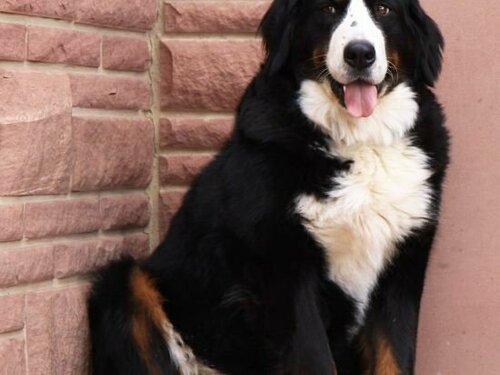 Гостиница Christinenhof в Дитценбахе