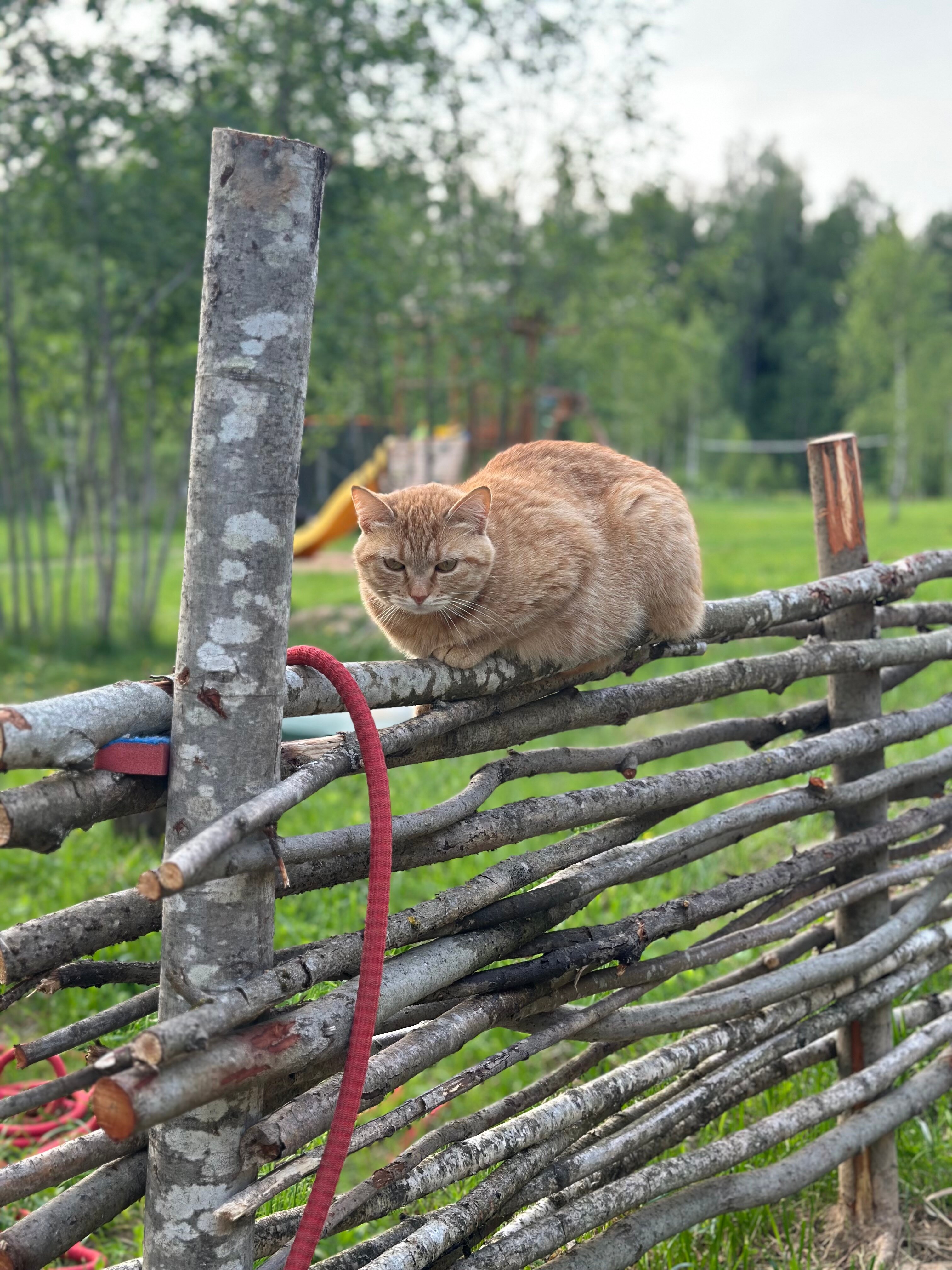 Фото Модная коза