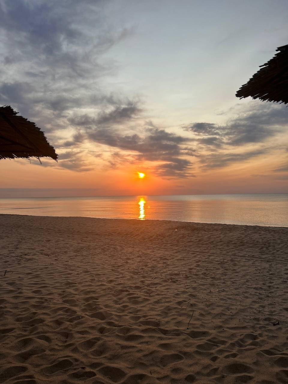 Фото Фламинго