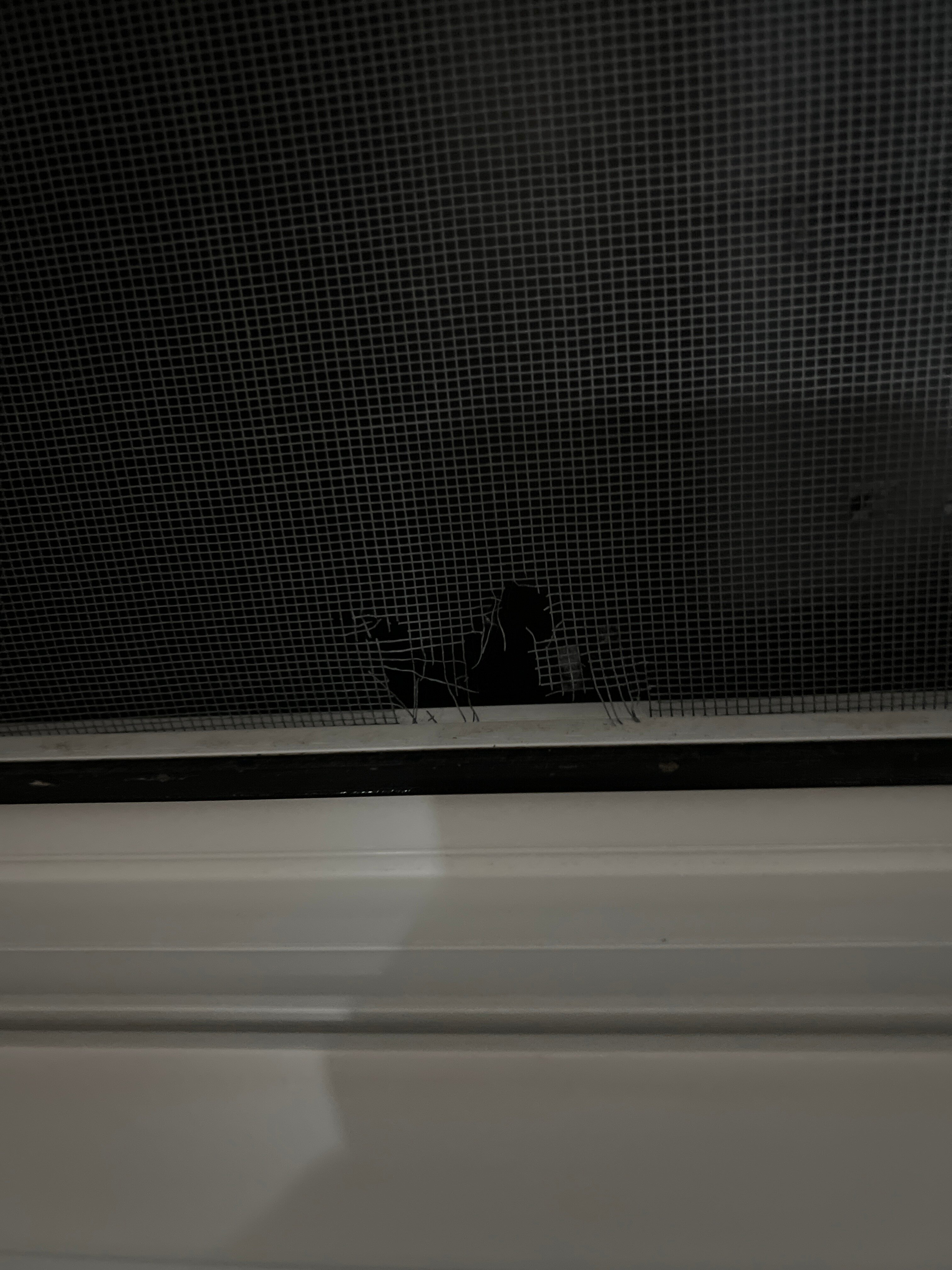 Фото Дикая Вишня