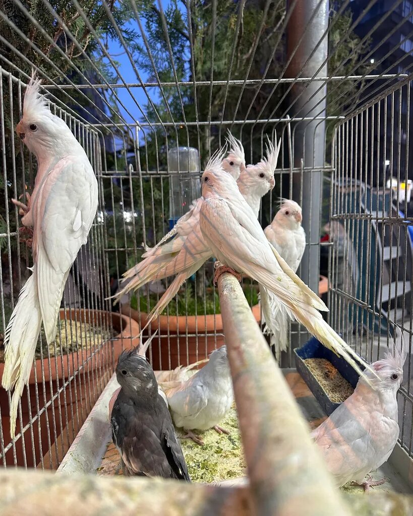 Pet shop Gezer Bird World, Sanliurfa, photo