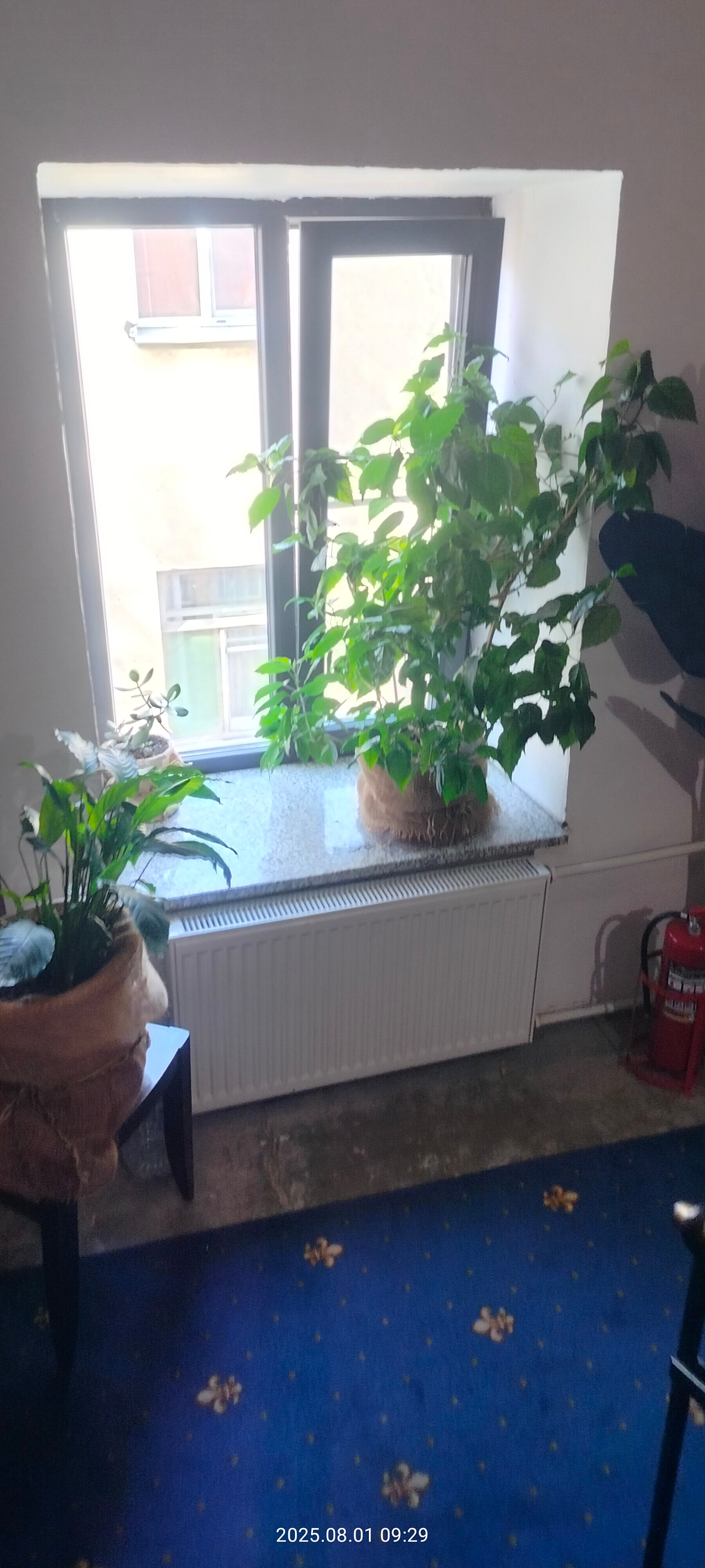 Фото Асгард