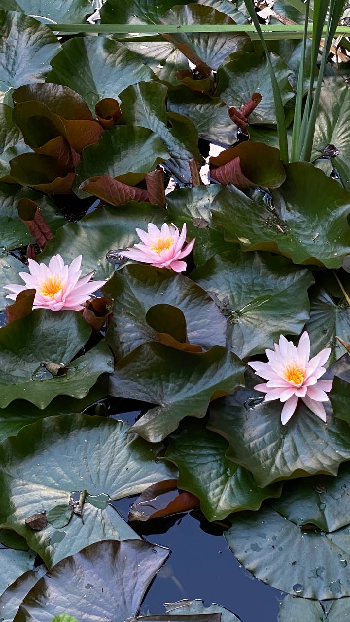 Фото Хутор Комаришки