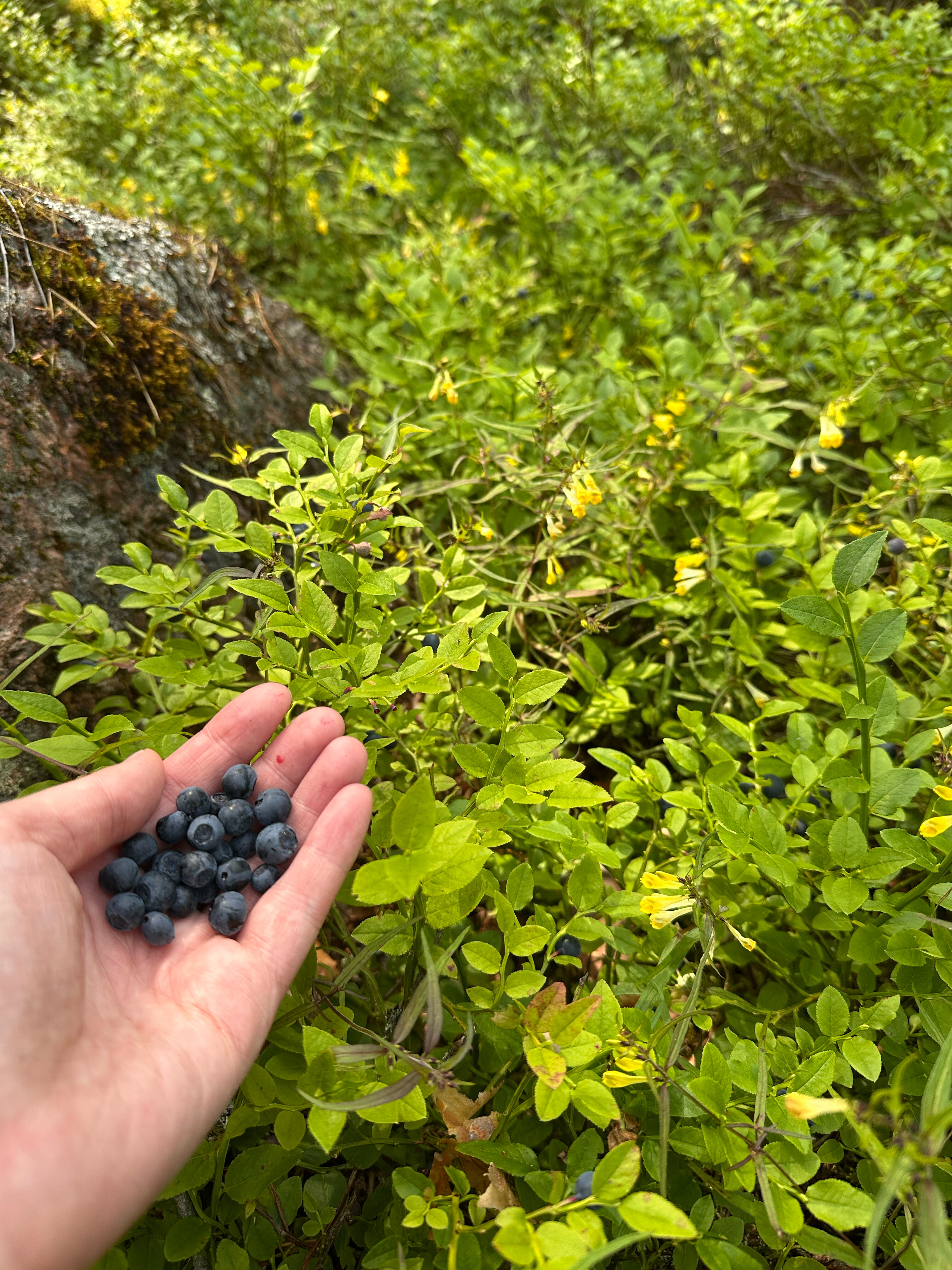 Фото Поместье Лесная бухта