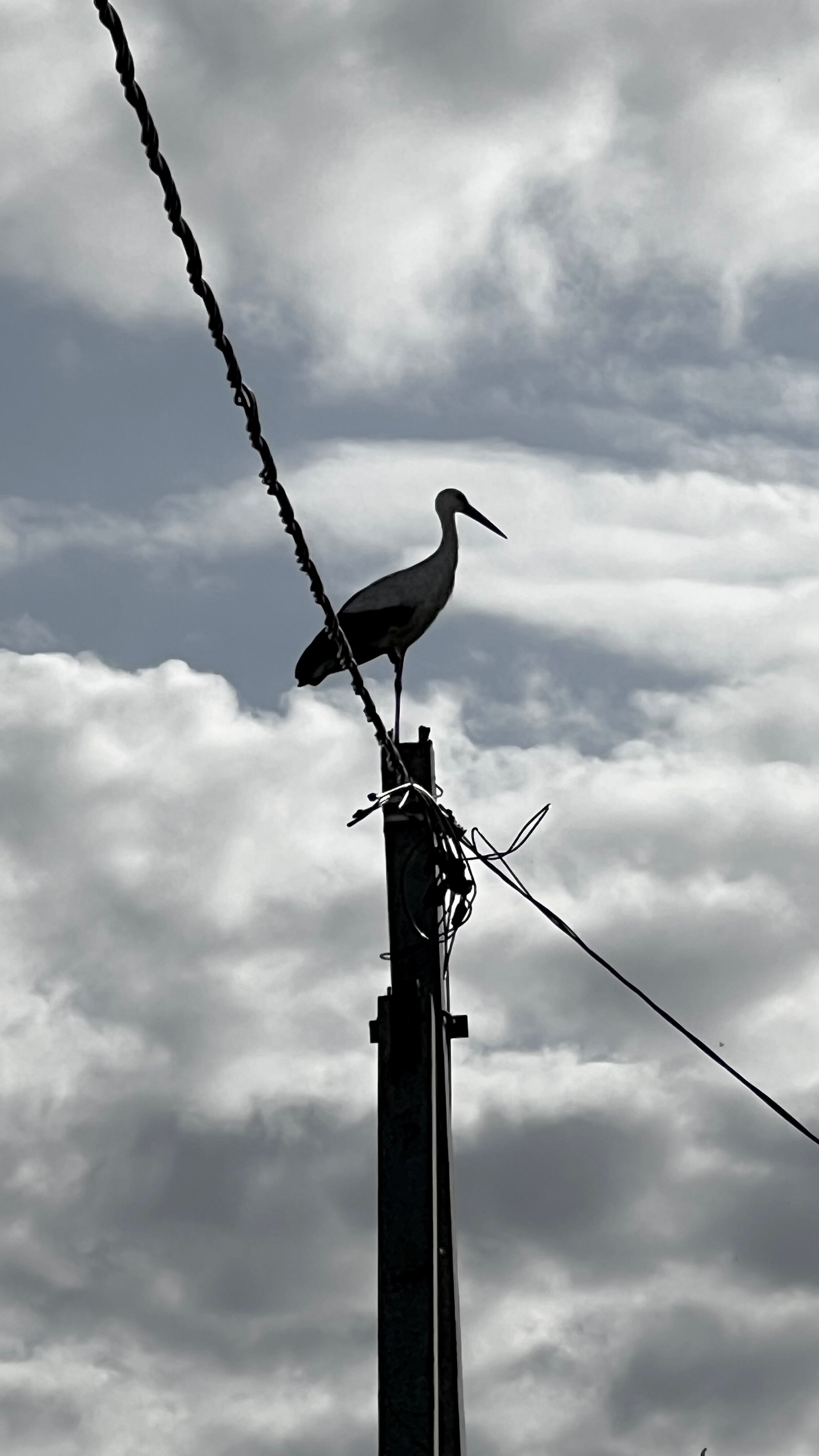 Фото Дом Аиста