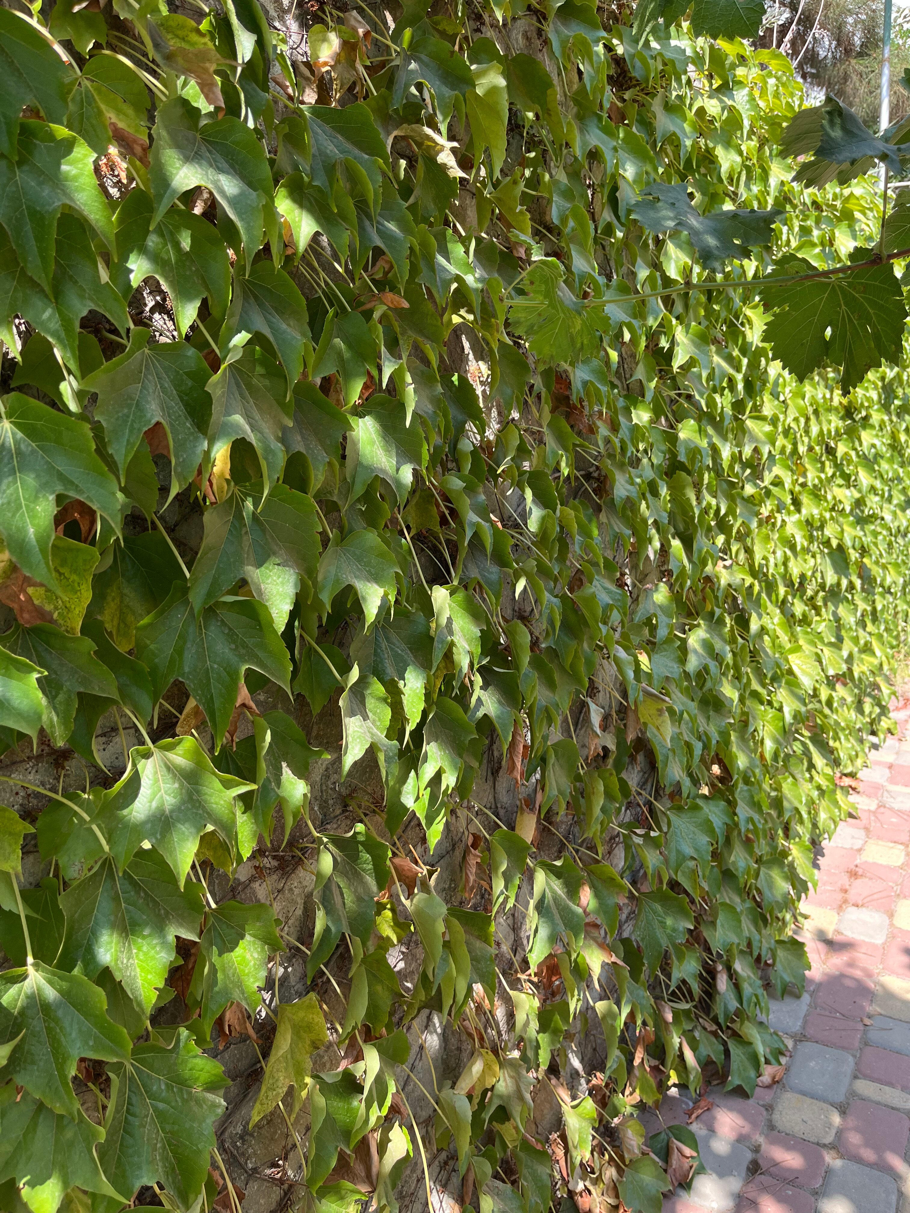 Фото Лукоморье