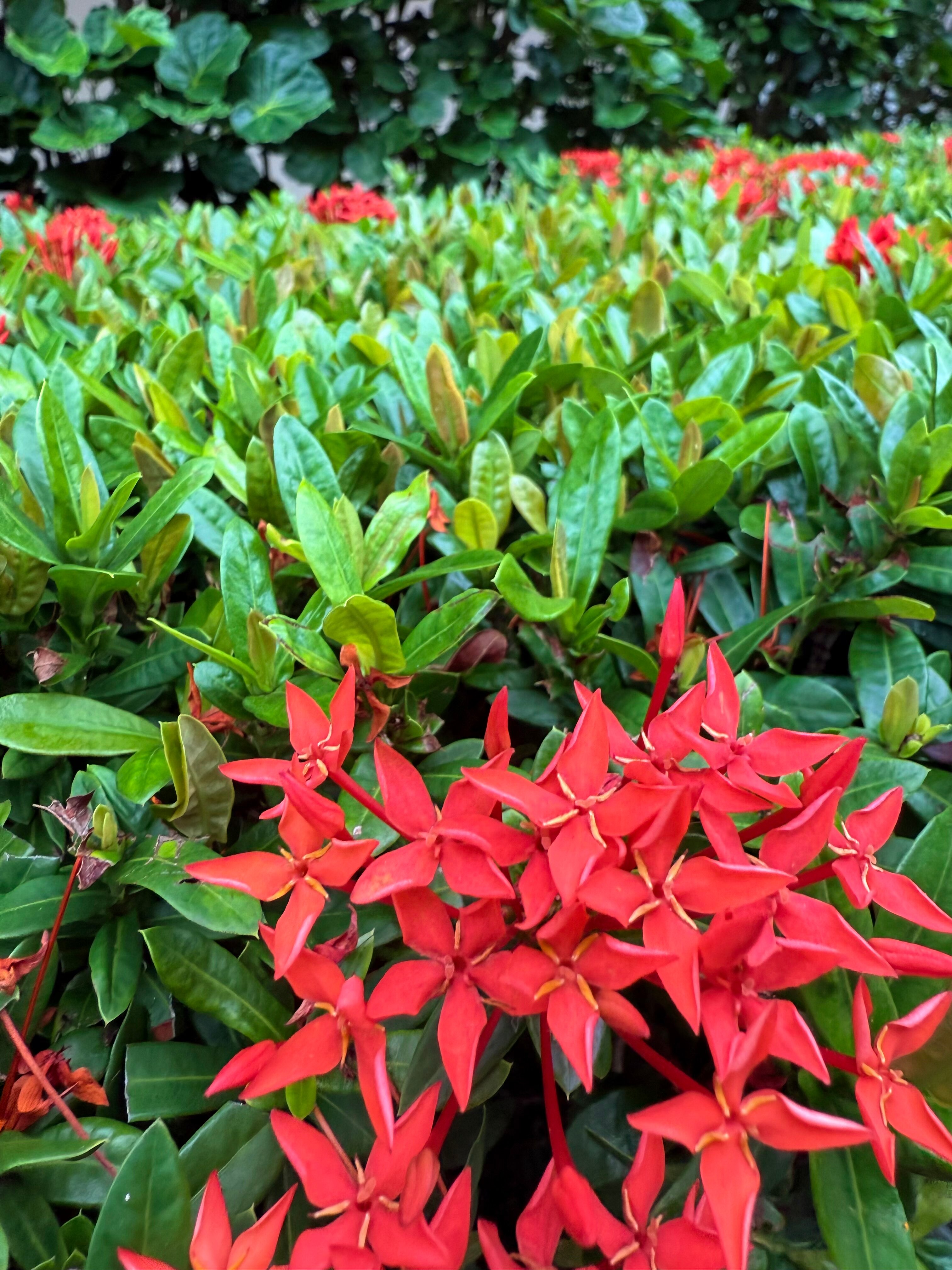 Фото Centara Kata Resort Phuket