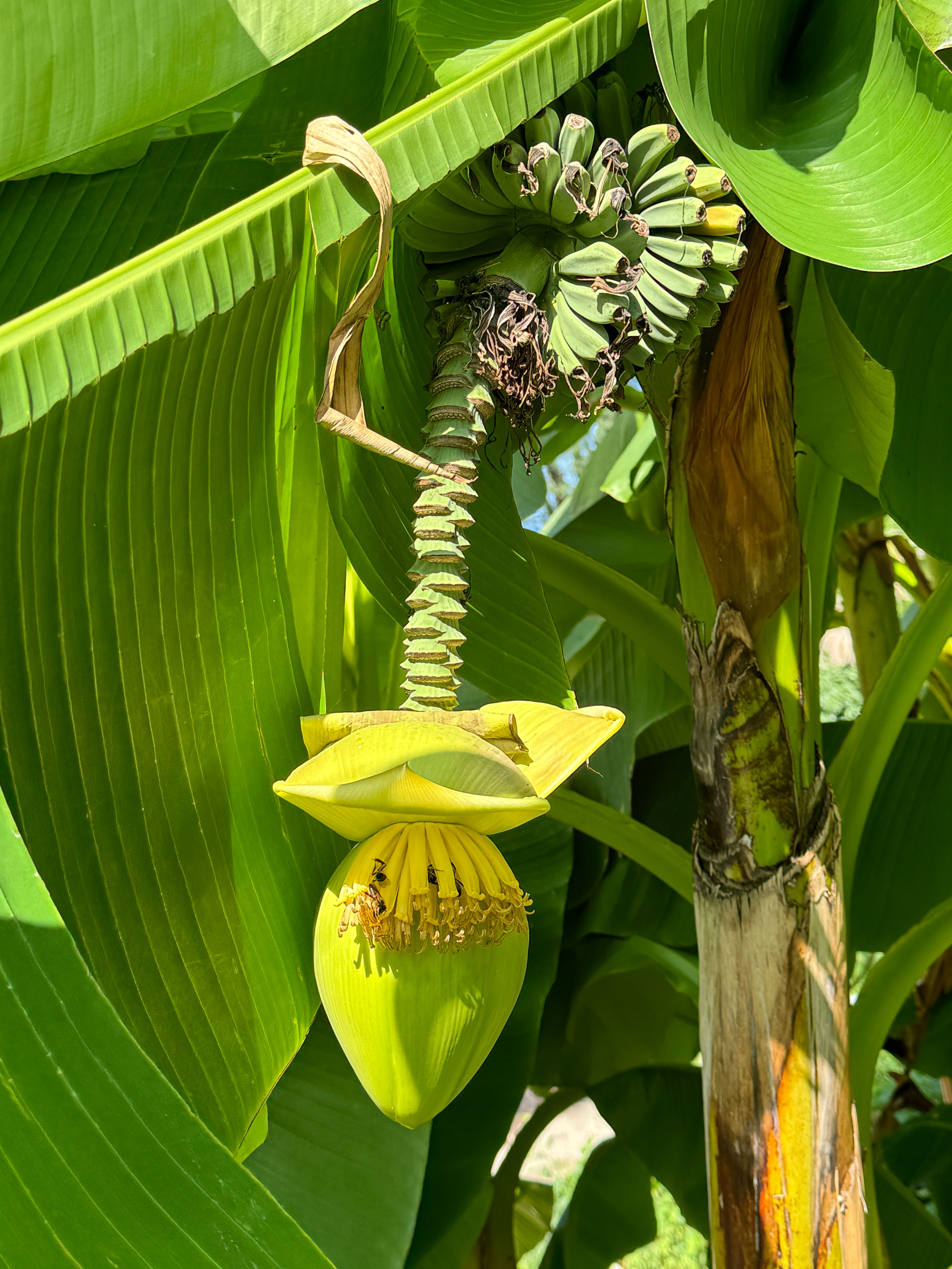 Фото Белый Сад