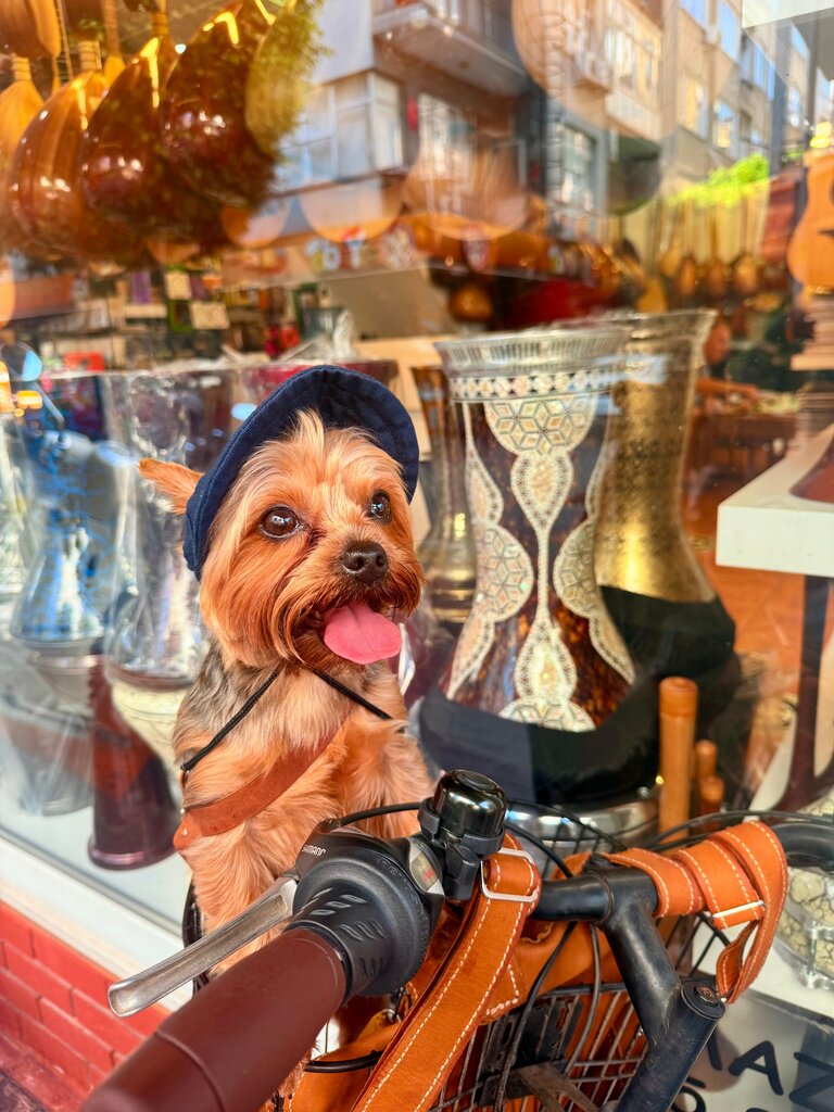 Music store Bamteli Musical Instruments, Alanya, photo