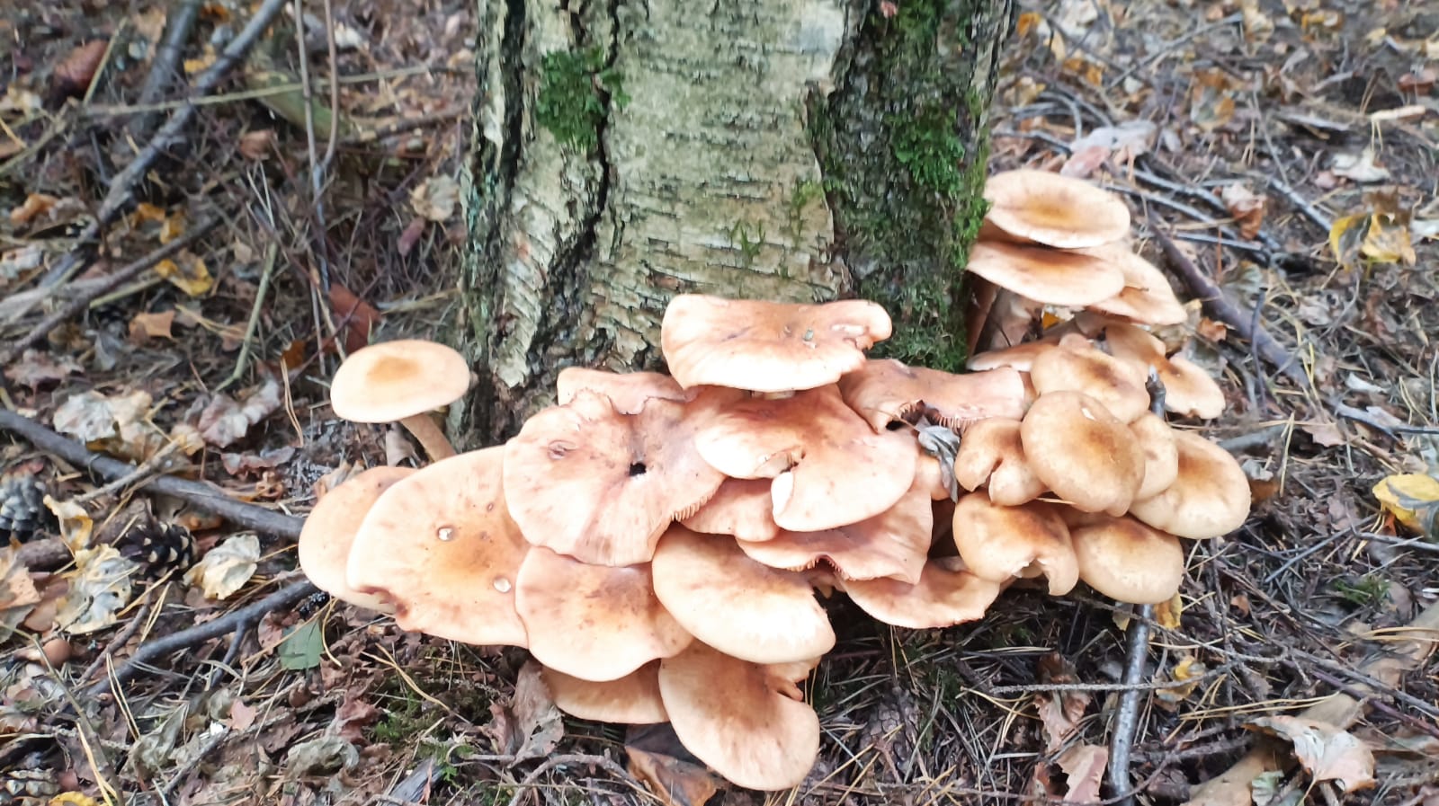 Фото Лисичкин холм