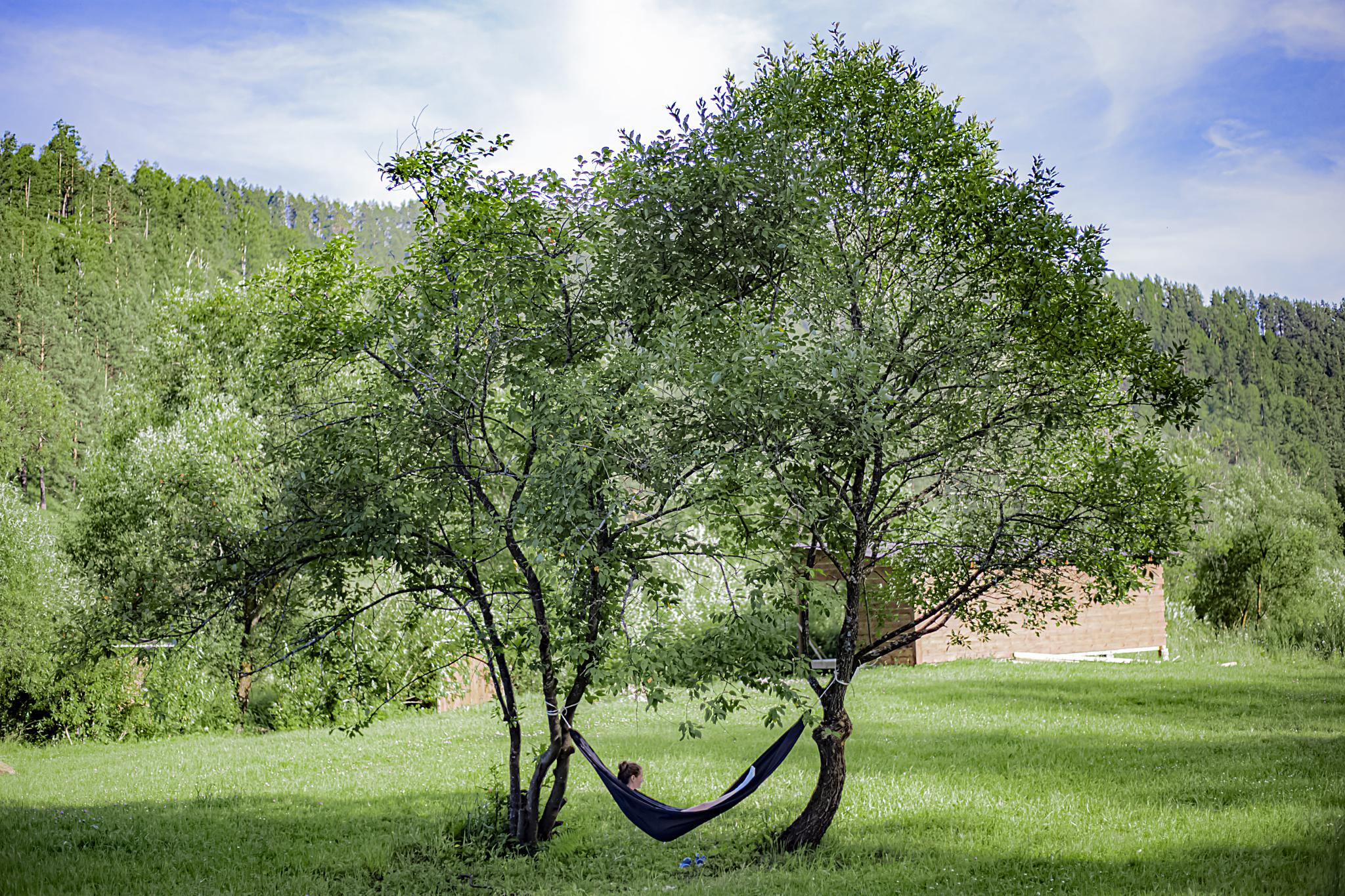 Фото Большие Коты