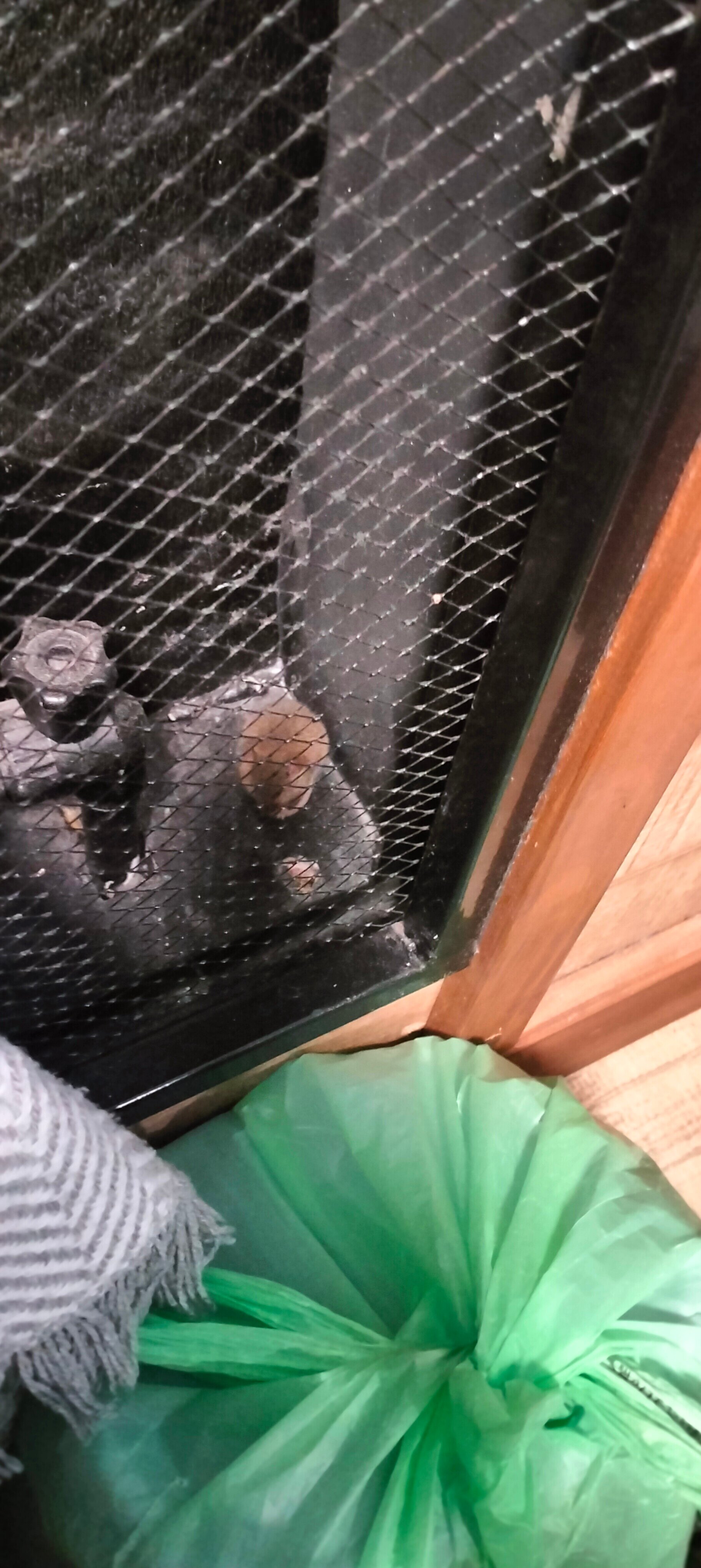 Фото Старый Томас