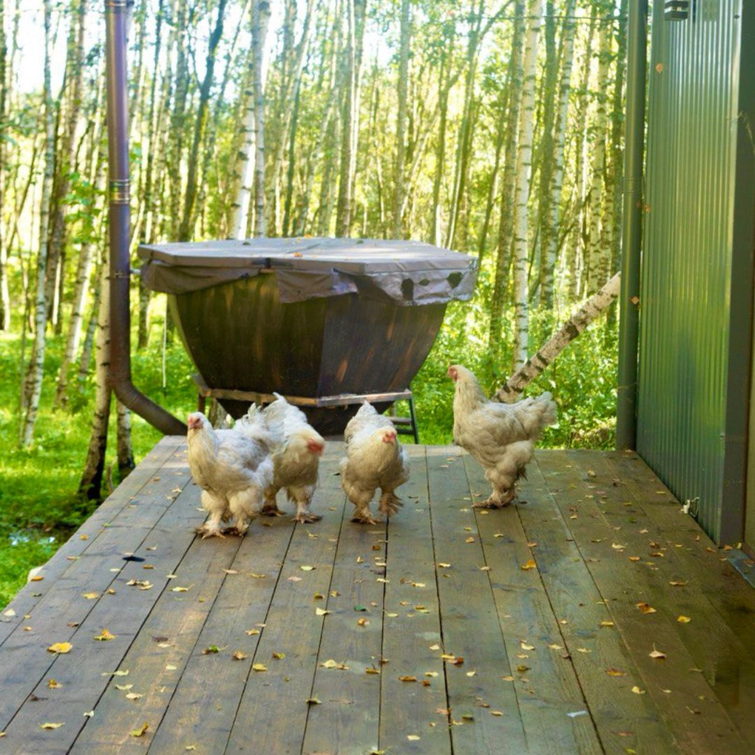 Фото Бэмби Лэнд