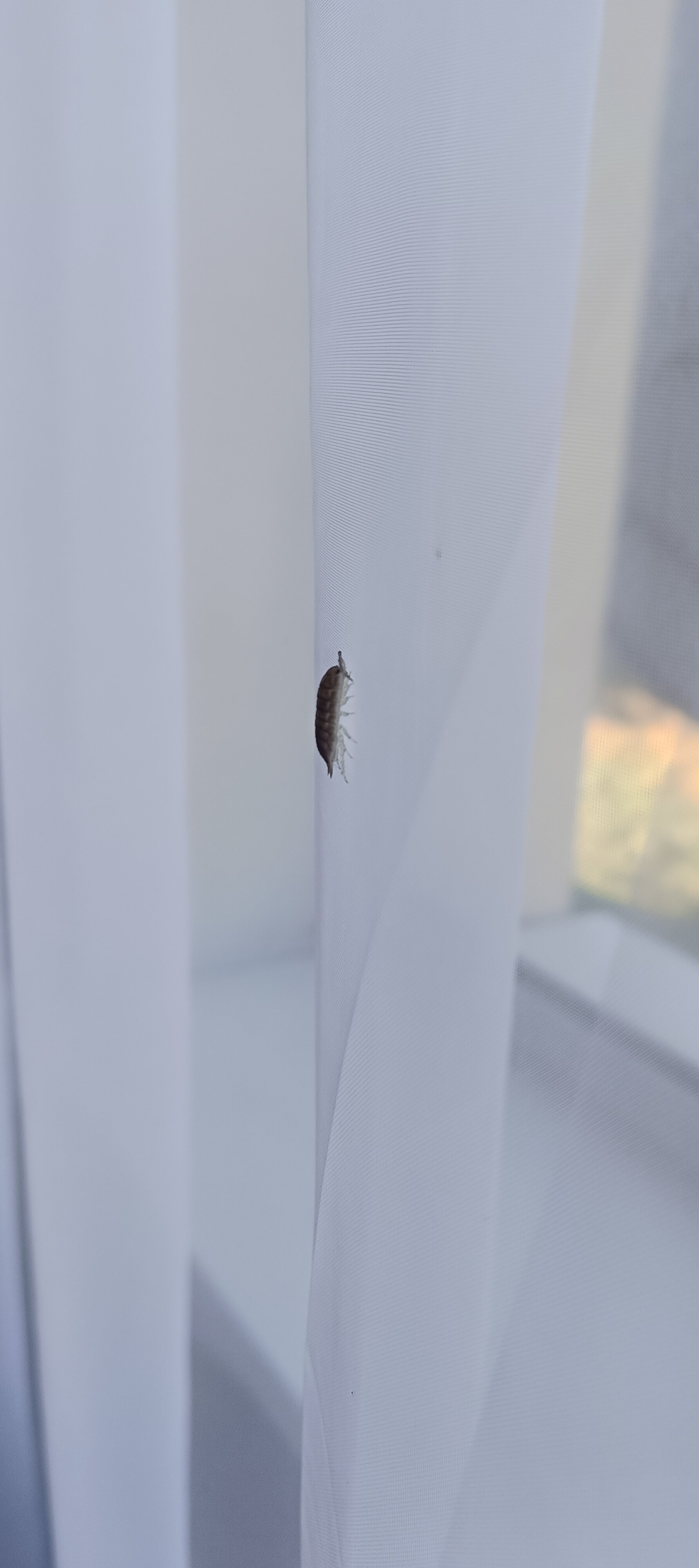 Фото Магнолия