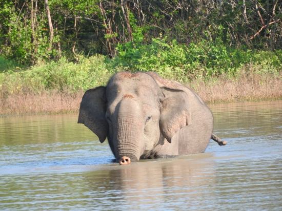 Фото Big Game Yala by Eco Team
