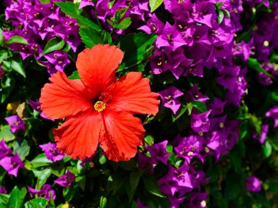 Фото 15386994035