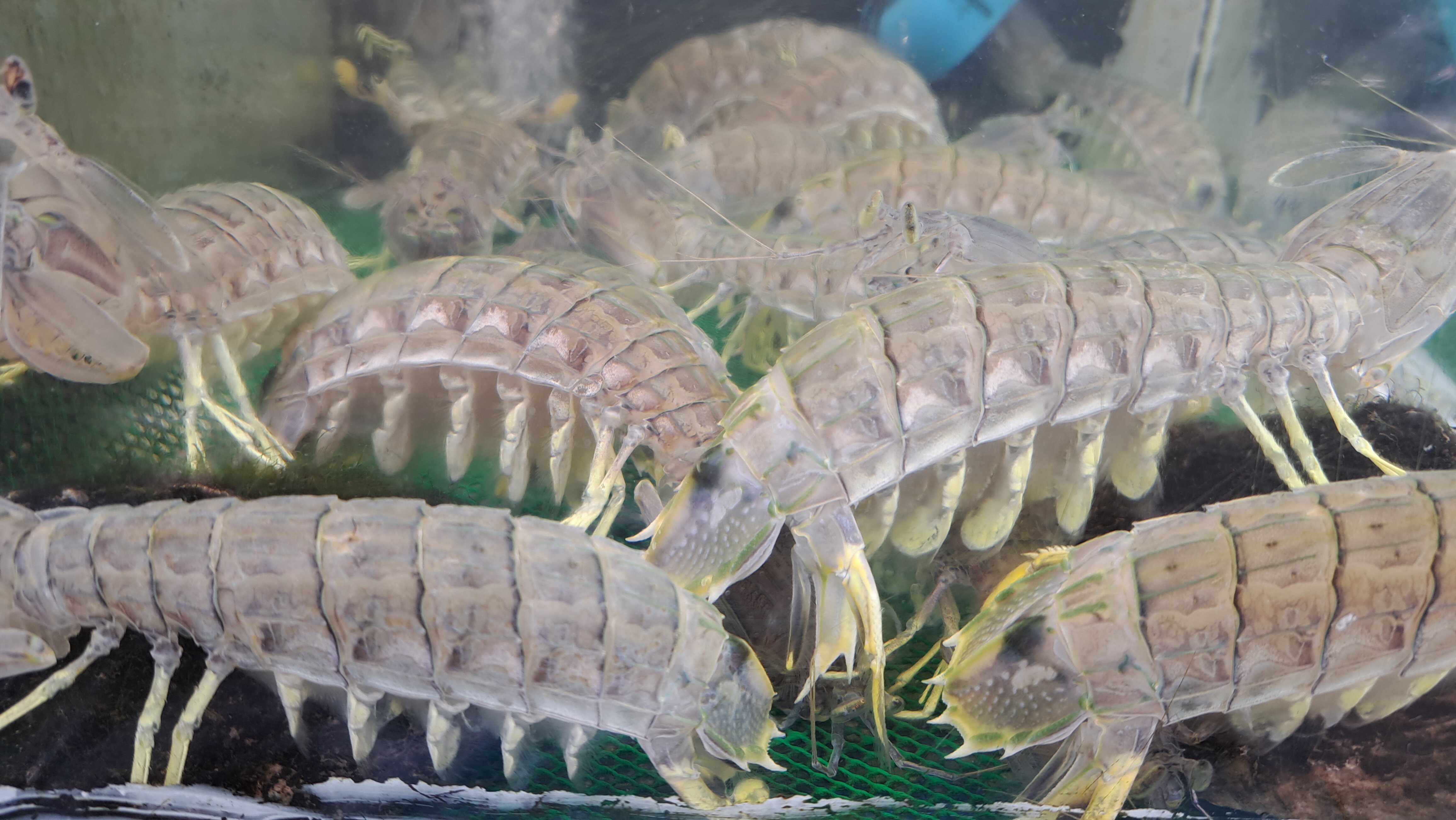 Фото Гринго