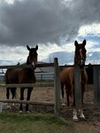 Ипподром (Vologda Region, Sheksninskiy rayon, selskoye poseleniye Nikolskoye, derevnya Pronino) ، مضمار سباق الخيل