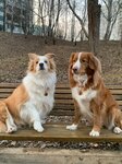 Fordogs. rf (Rogozhnikova Street, 7), pet shop