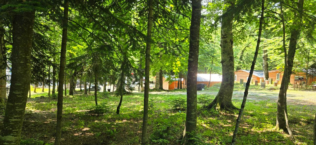 Фото Горная Мята