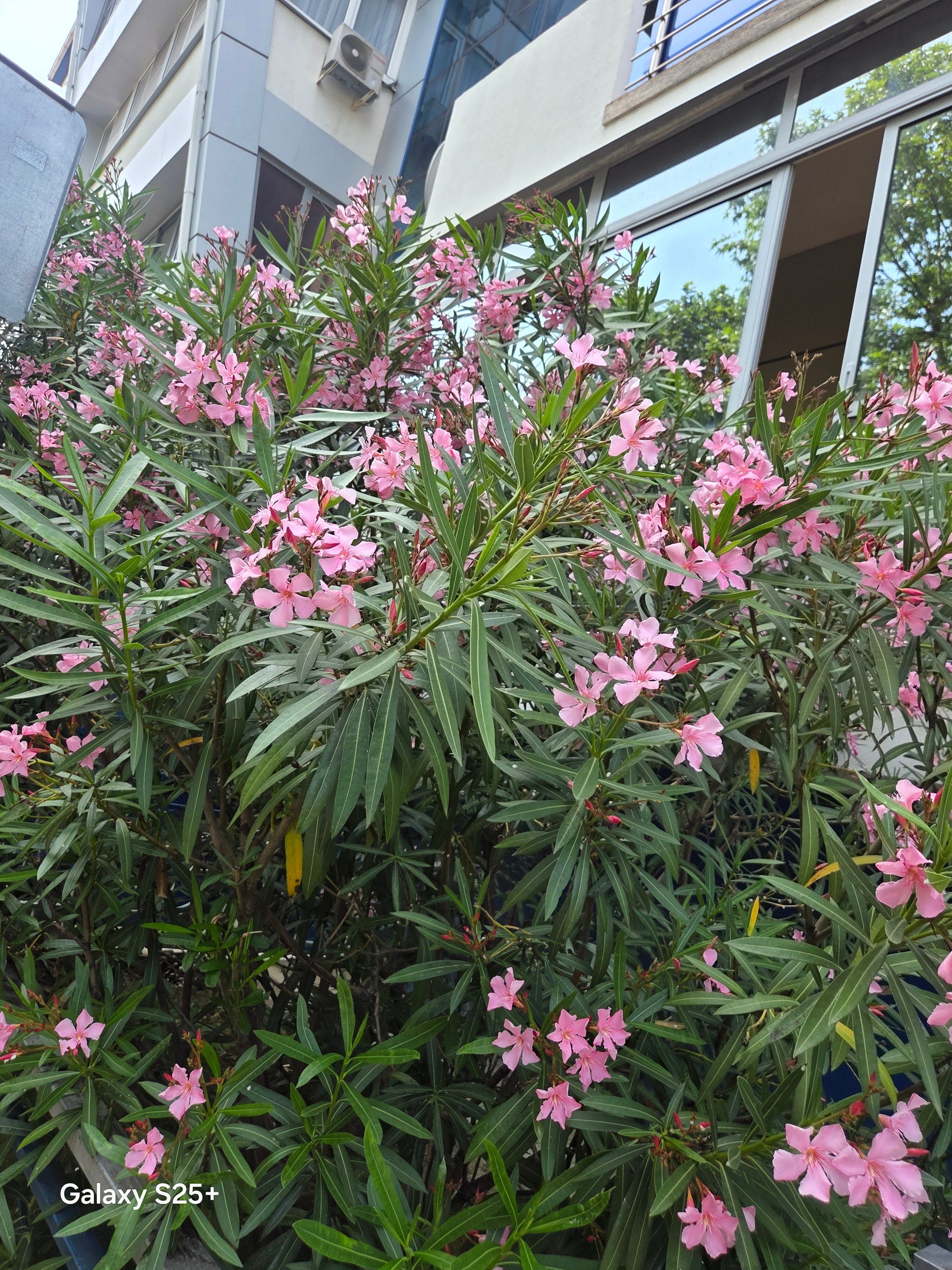 Фото Ellison Мечта