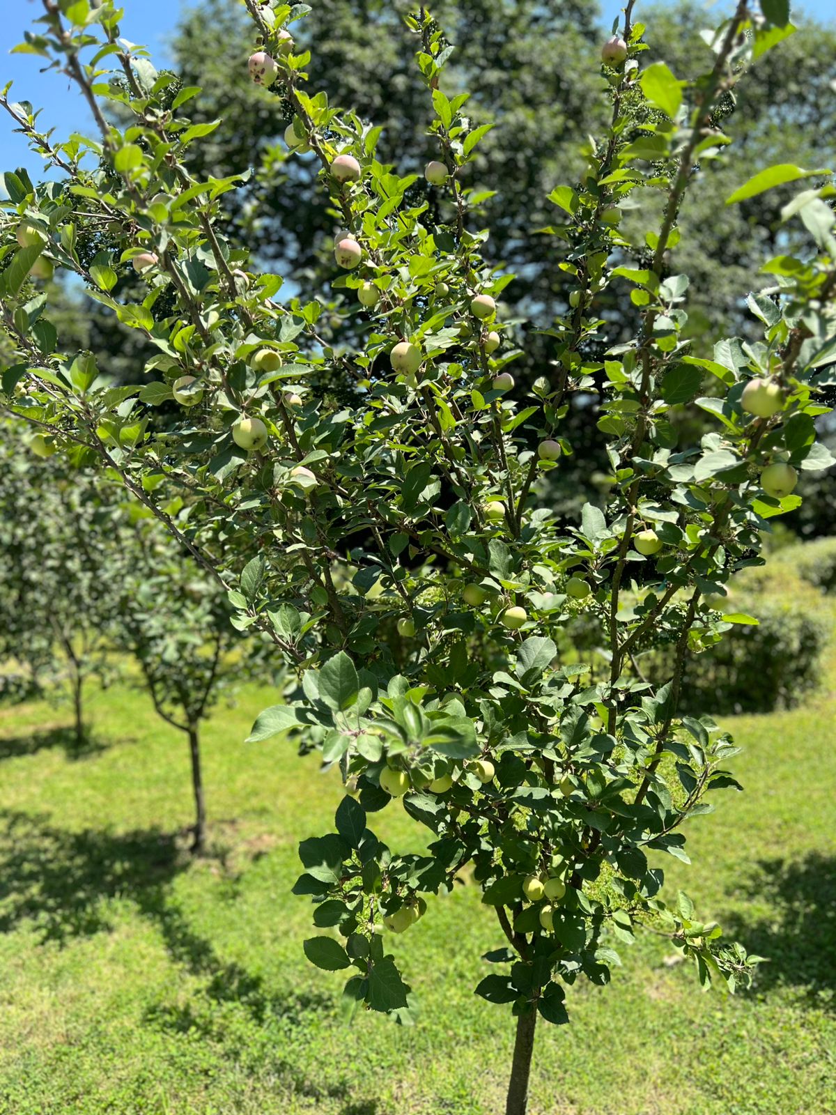 Фото Lankaran Springs Wellness Resort