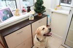 Rafferty (Mozhayskoye shosse, 99), hotel para animales