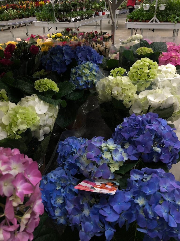 Флоравиль официальный сайт каталог с ценами какие цветы очень долго стоят