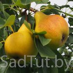 Sad Tut (agragaradok Samahvalavichy, Raduzhnaya ulitsa, 5), garden center