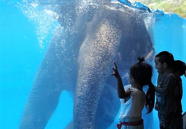 Travel agency MaleePattaya3 Tours, Pattaya, photo